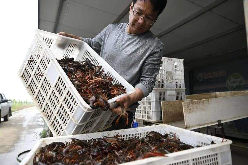 小龙虾价格“跳水”，未来还会再降？