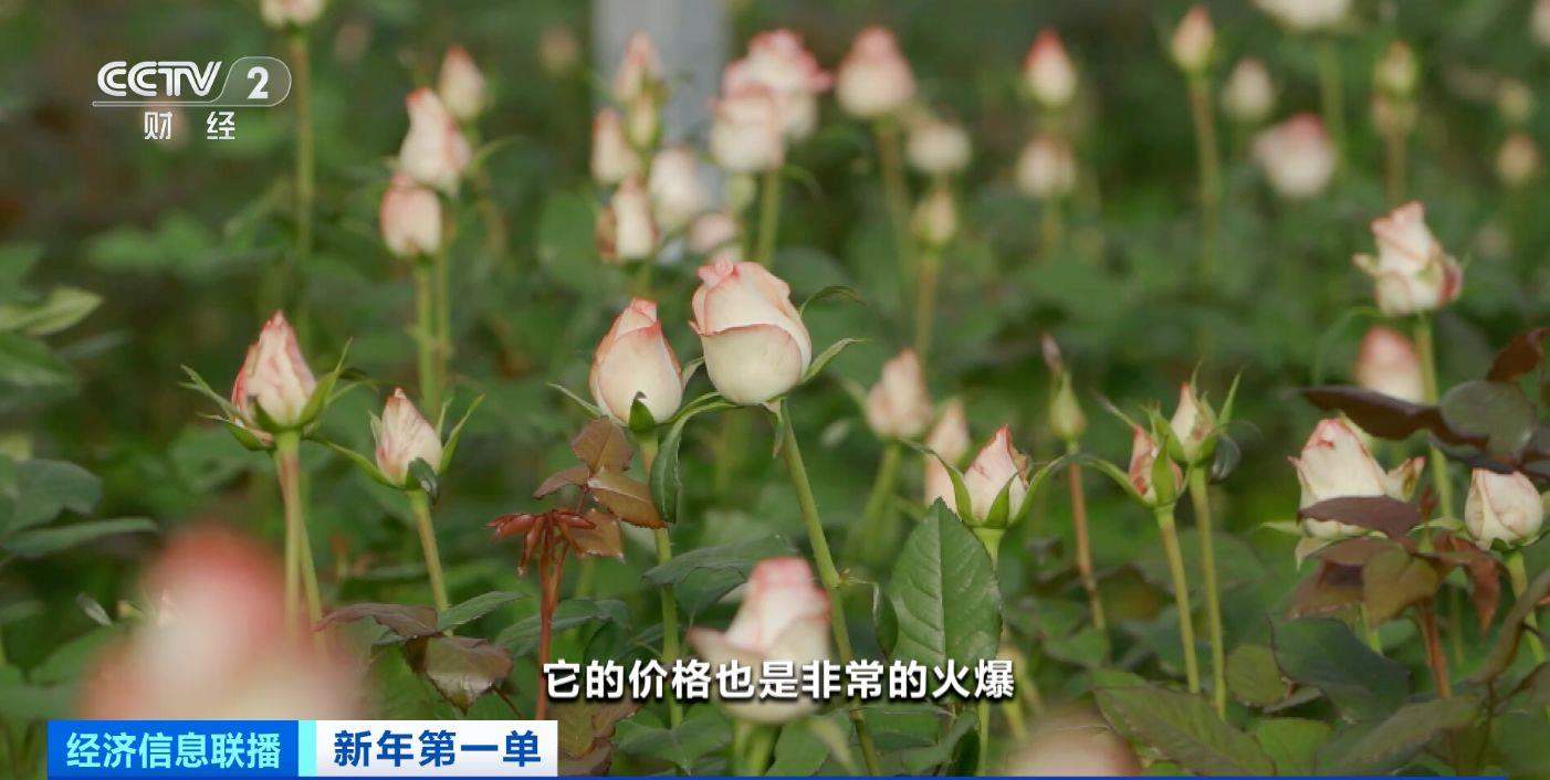 火爆!云南鲜切花火到海外 部分企业订单量暴增20%