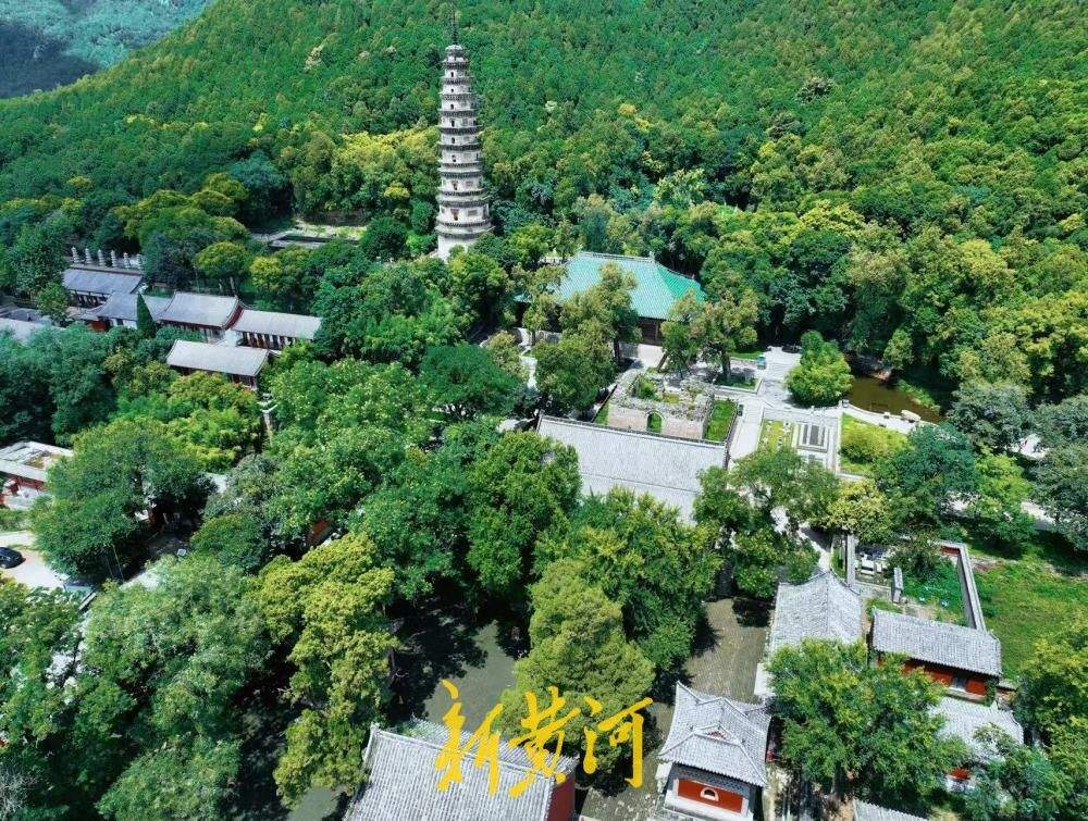清凉感拉满！灵岩寺千年银杏浓荫蔽日引游客纳凉