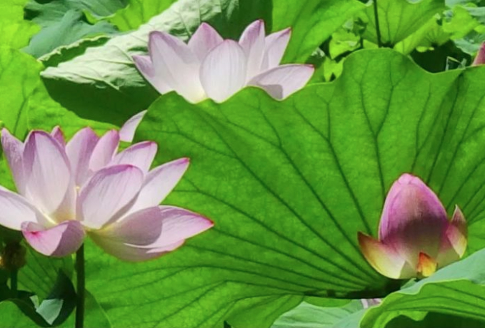 泉城公园3000余平方米荷花盛放 花期将持续至8月上旬