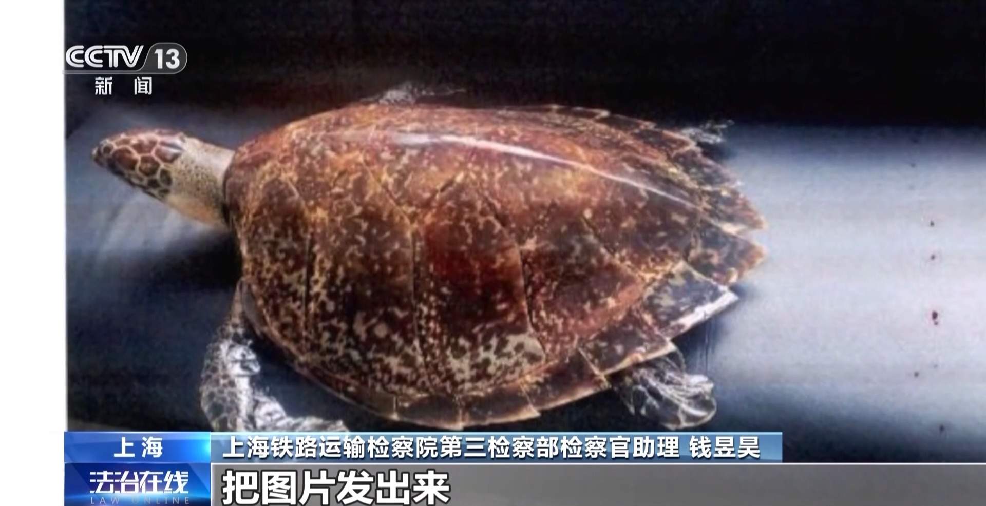 为“招财”买玳瑁标本 买家卖家均获刑