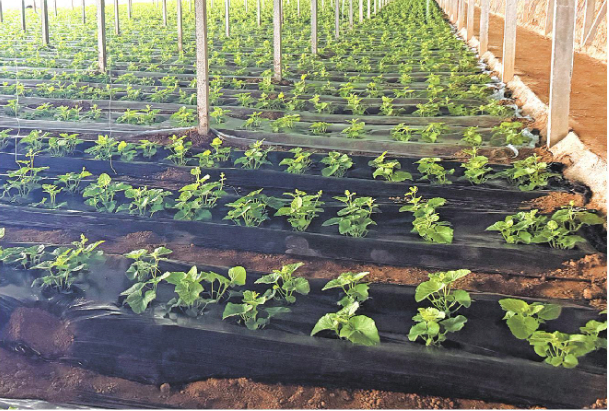 冰点之下如何安然过冬？ 他们为城市“保温”