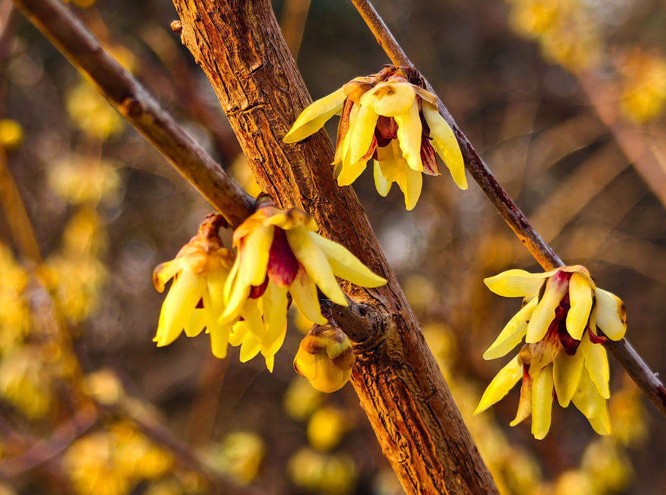 济南千佛山蜡梅园进入最后的赏花期，各品种蜡梅清香扑鼻令人心醉