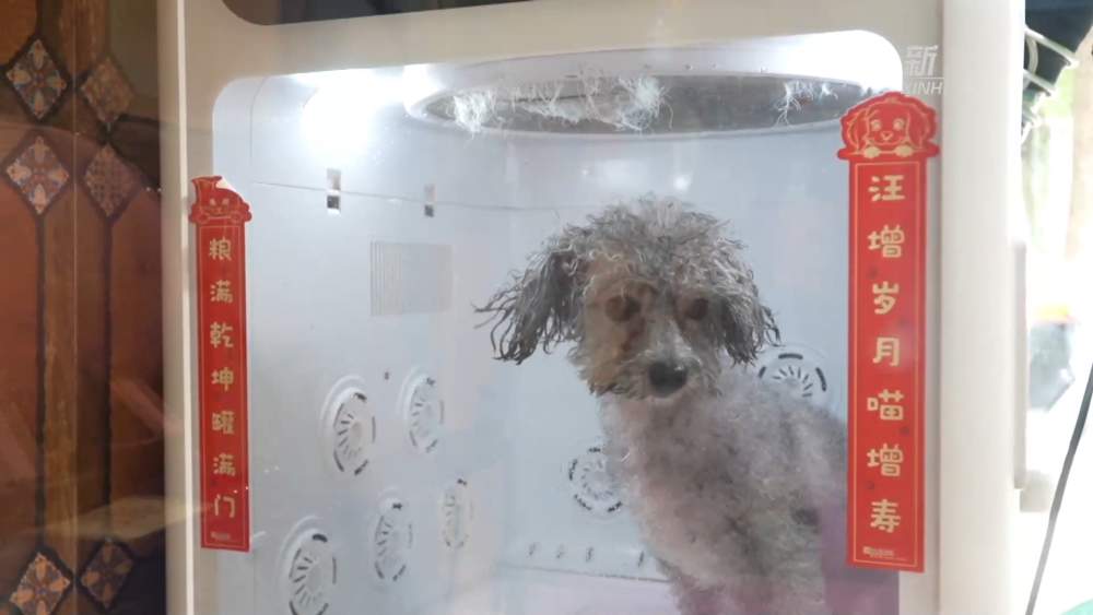 经济政策一线微观察｜精细养宠渐成潮流 夏日宠物经济持续升温