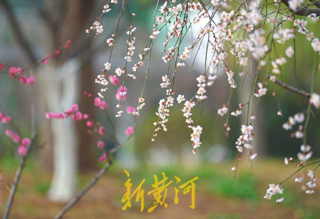济南发布今年首个花期预报 杏花、樱花、油菜花开放在即