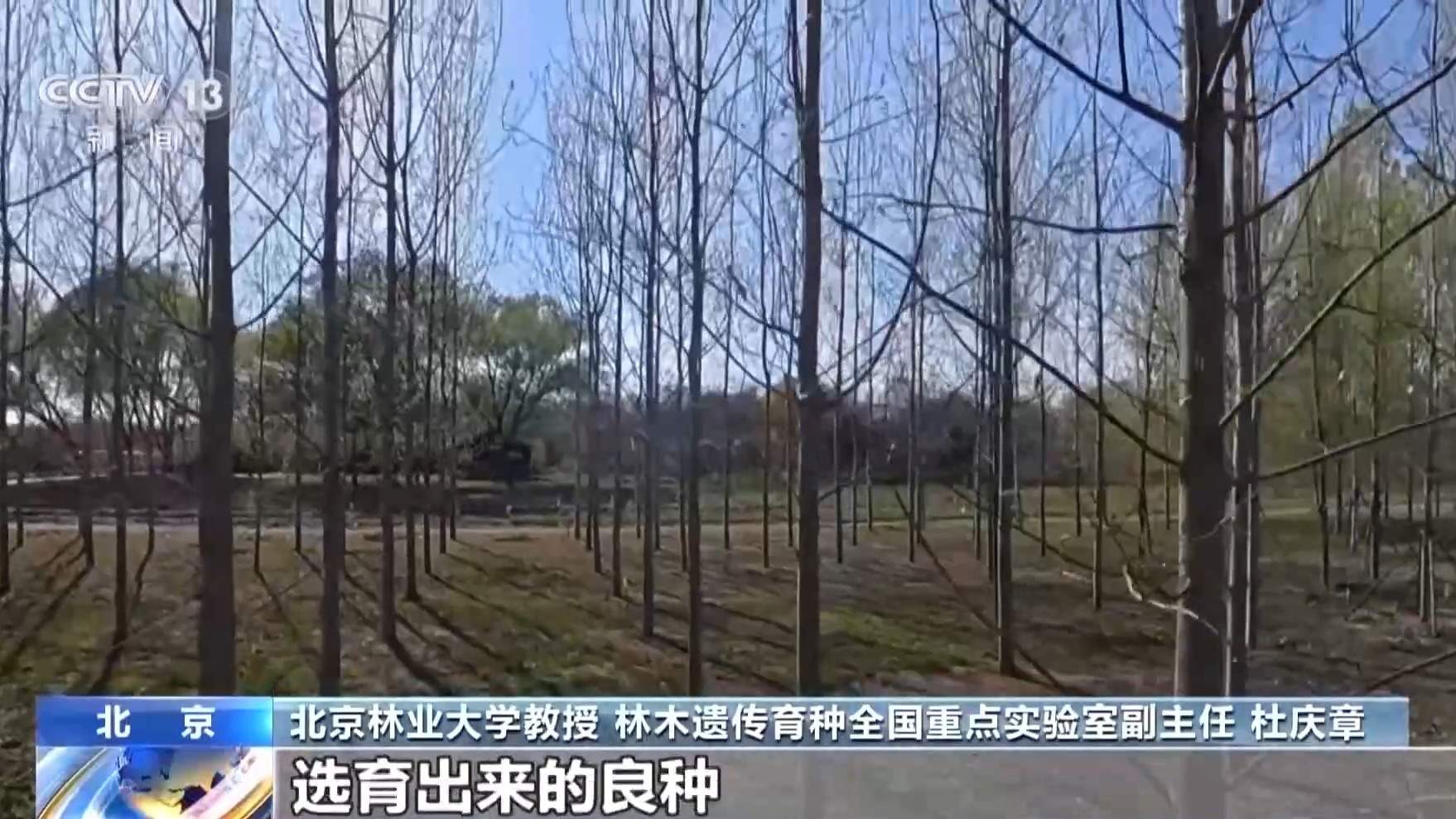 杨柳树为何飞絮？如何防范？专家解析