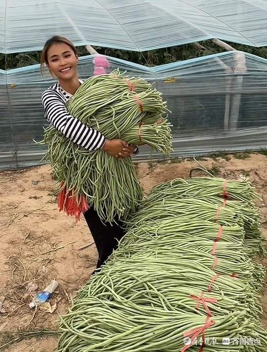 夏天每日超六百万山东人在吃“豆橛子”