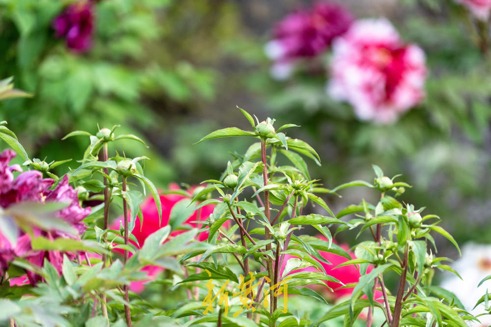 翰墨丹青绘国色，泉城牡丹醉游人