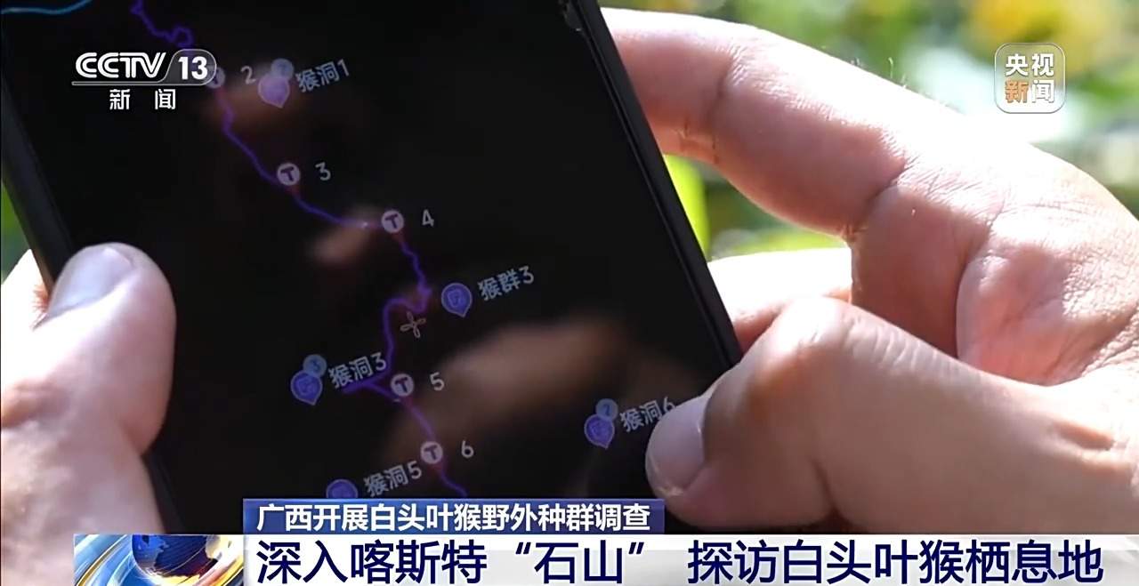 “猴丁兴旺”保护见成效 深入石山探访白头叶猴栖息地