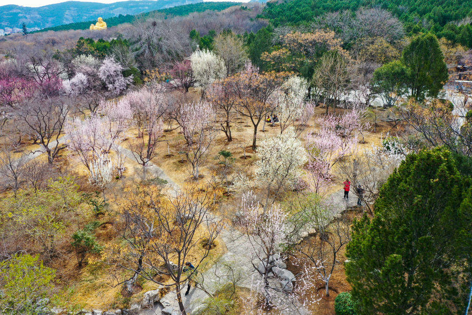 航拍济南千佛山桃园，桃红杏白构成粉白花海