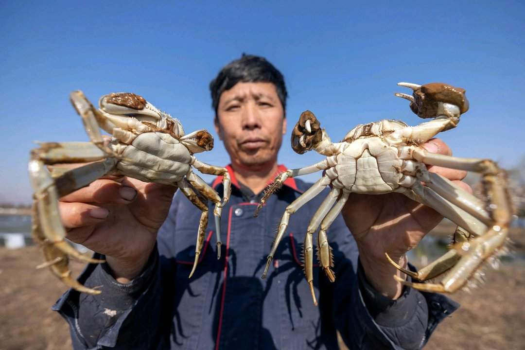 蟹行千里，香满味蕾！黄河口大闸蟹首次供应澳门市场