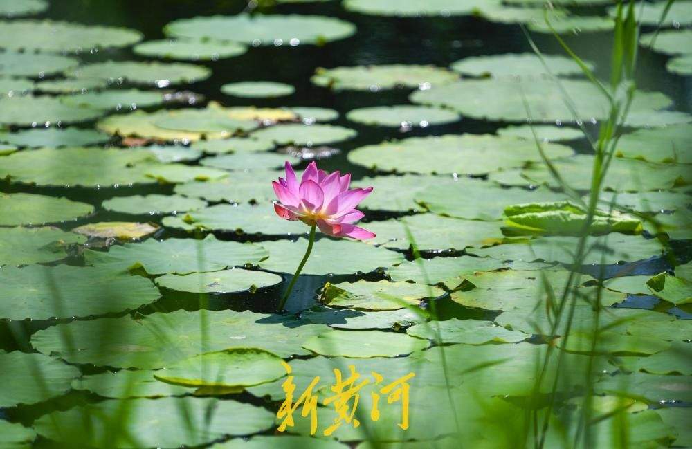 夏日荷风送清凉 济南森林公园荷花进入盛放期