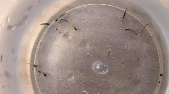 8岁娃持续呕出活虫,医生揪出元凶!可能你家也有