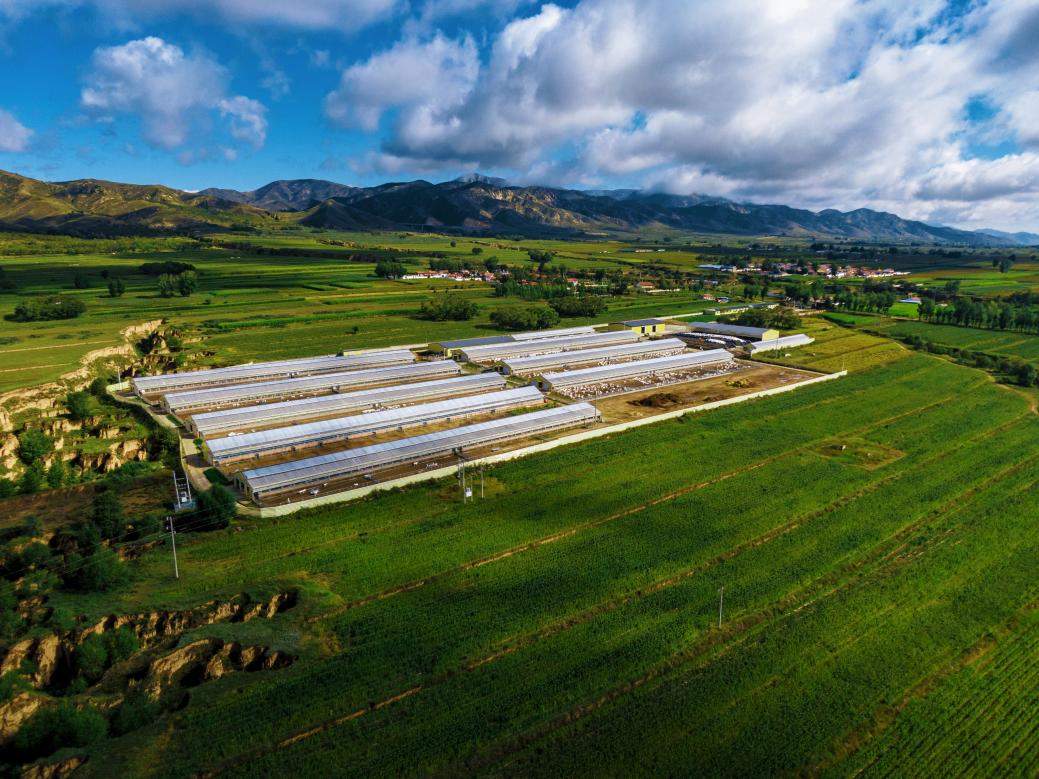 黄金奶源+科学养殖，盛健羊乳铸就纯羊乳奶源品质标杆