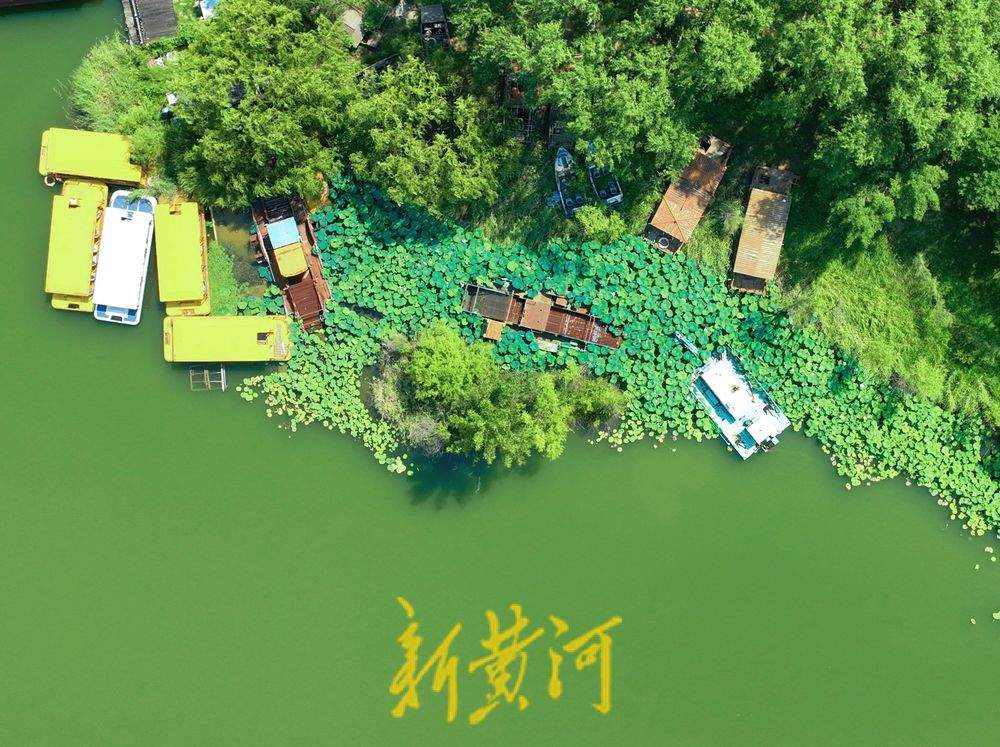 一年四季 泉在济南丨济西湿地“荷柳相伴” 碧连天