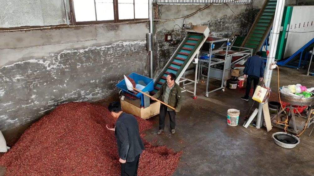 特色农业挖潜力 丰收喜悦满田间