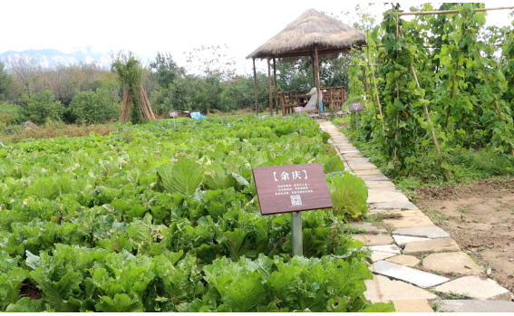 融媒·见证丨种得出好菜，治得了污染，兴得起经济——小虫子撬动大产业