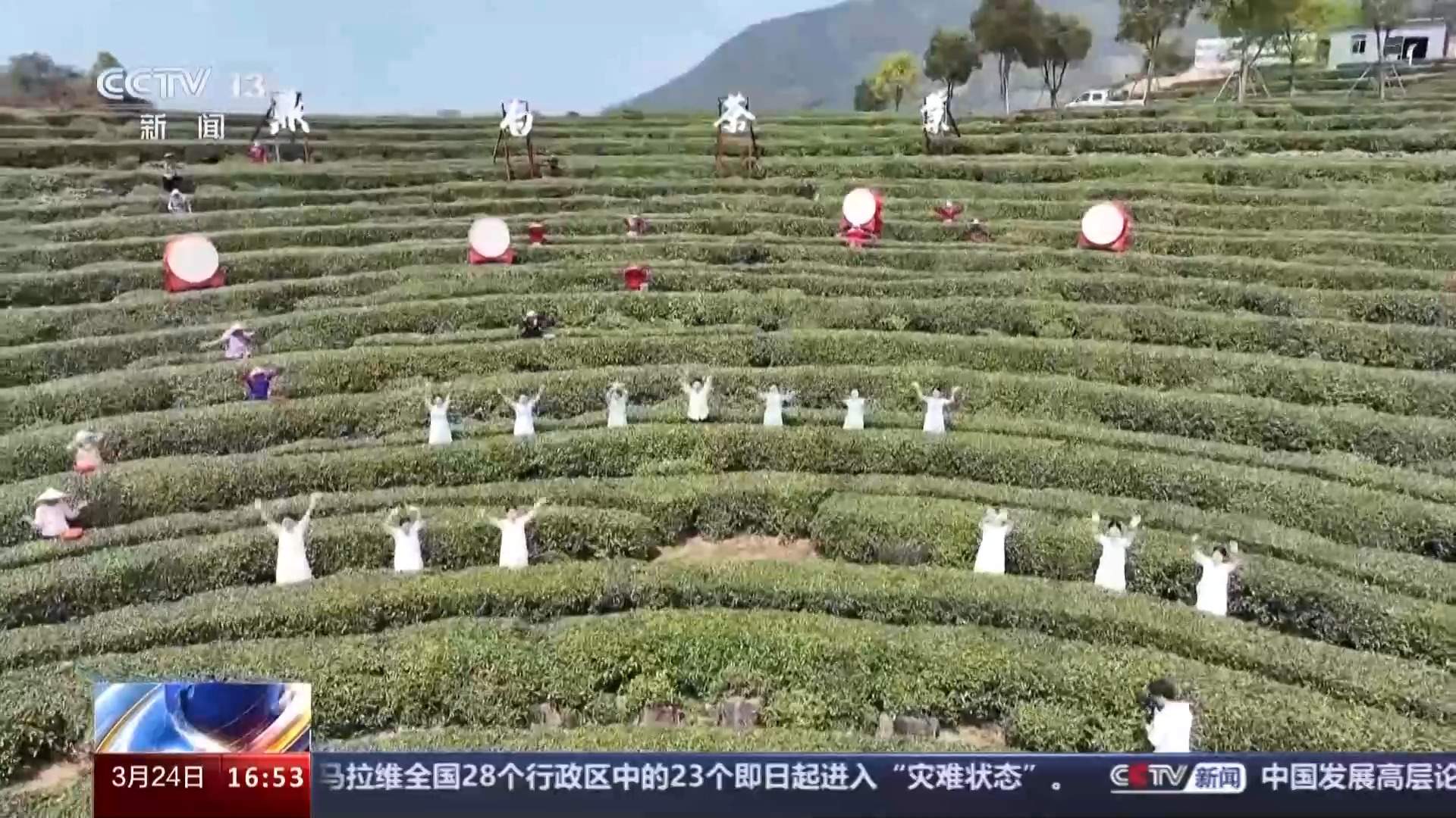 春暖茶香 全国多个茶叶主产区进入采摘期