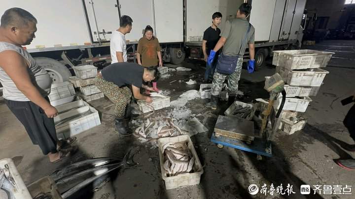 声声呼唤中，济南“海老板”们等到众“鲜”归来