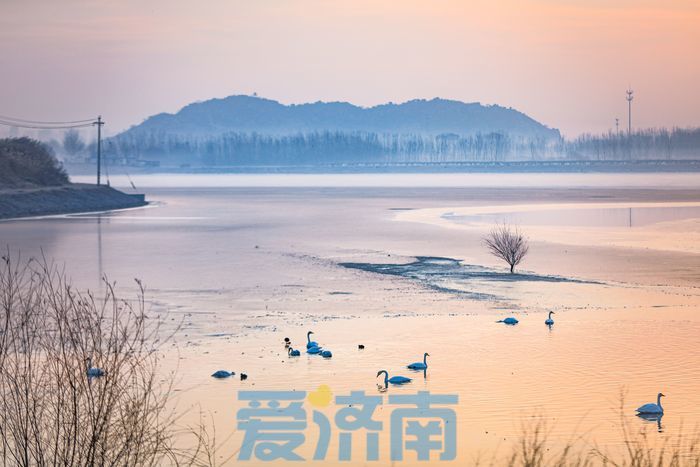 日出绚烂朝霞满天 冬季鹊山脚下的"天鹅湖" - 济南社会 - 舜网新闻