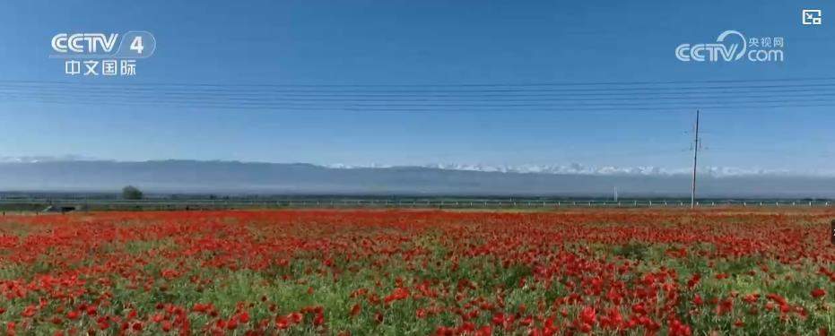 多地鲜花盛景引客来 赏花游催热“美丽经济”