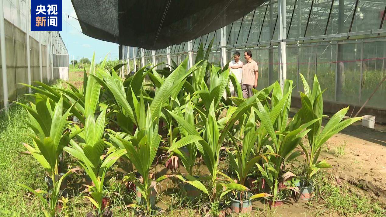 突破！三亚成功繁育“椰中贵族”糯椰种苗