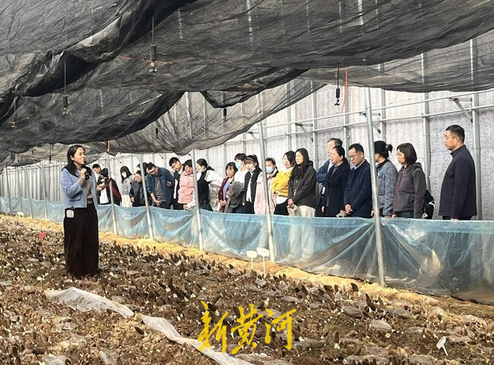 亩产增收数万元,小小羊肚菌撑起“致富伞”