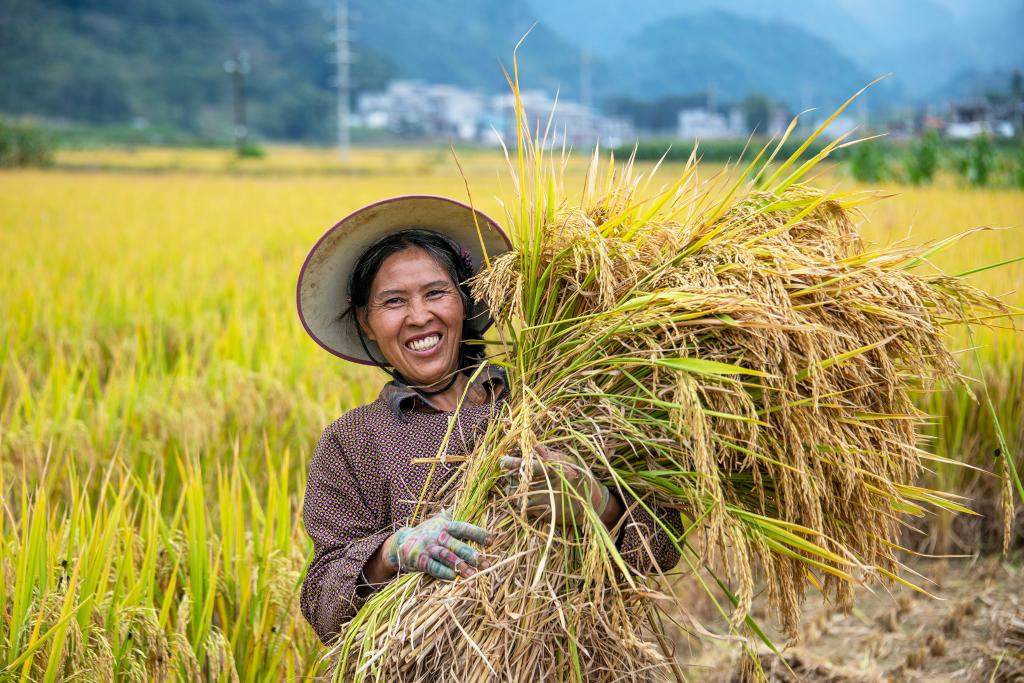 14297.5亿斤!今年粮食再获丰收