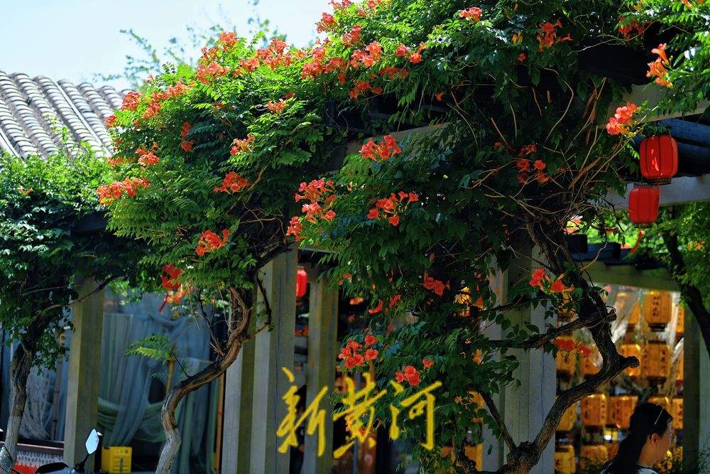 初夏浪漫！百花洲凌霄花开火红热烈