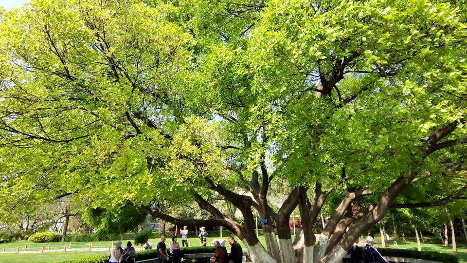 全市唯一！独木成林！快去打卡泉城公园这株“大伞”