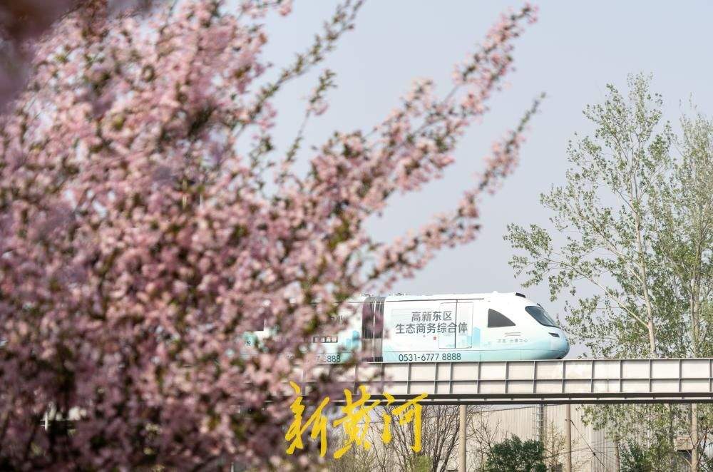 一路繁花！跟随云巴开往济南的春天