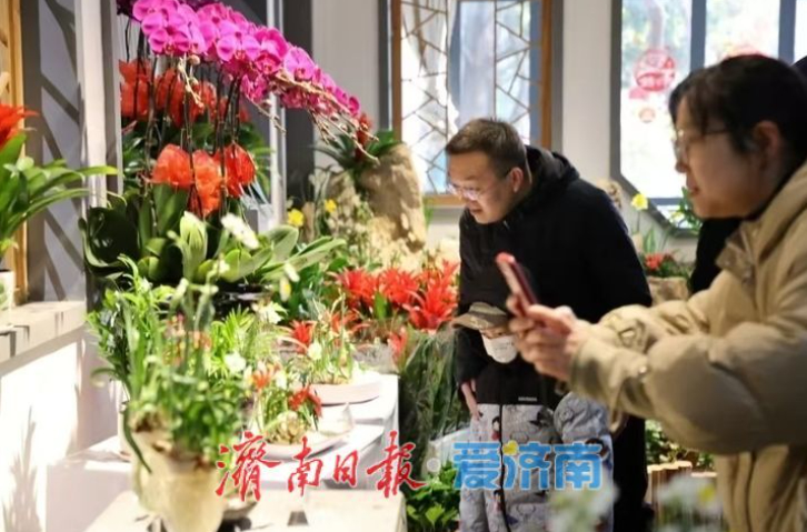 “泉”在济南过大年｜2025年济南市新春水仙花展 2000余只蝴蝶翩翩起舞