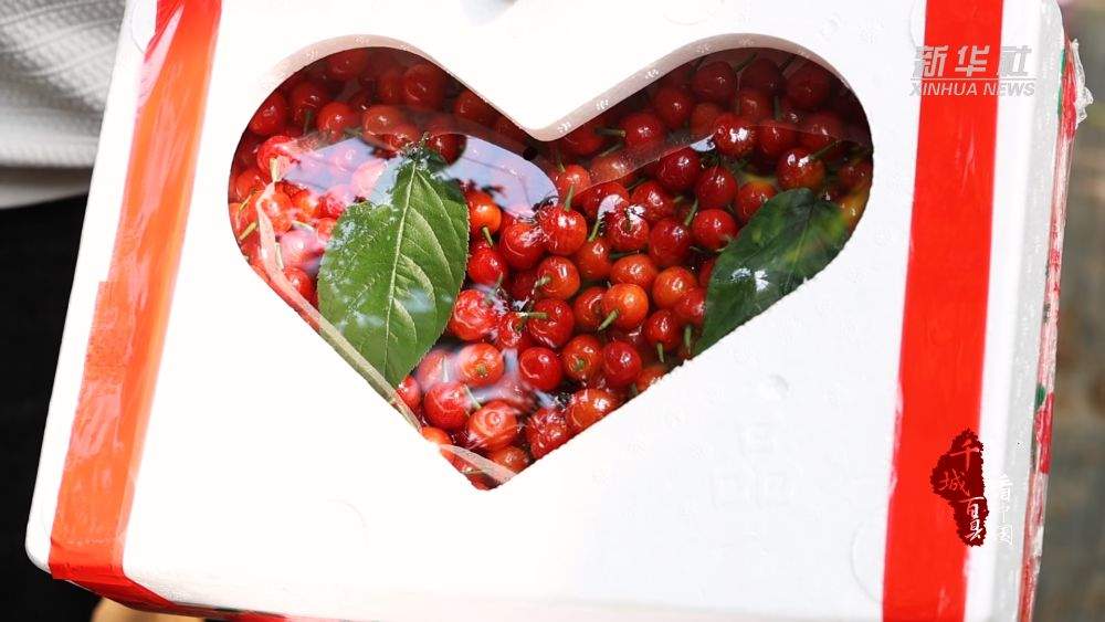 千城百县看中国丨山东枣庄：早春樱桃抢“鲜”上市