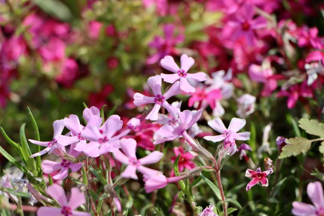 雨后春意浓，芝樱满坡开