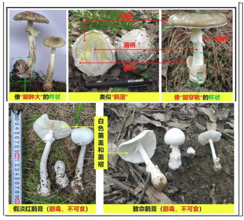 贵州遵义一家四口食用野生菌中毒，5岁女童身亡？当地医院：有此事