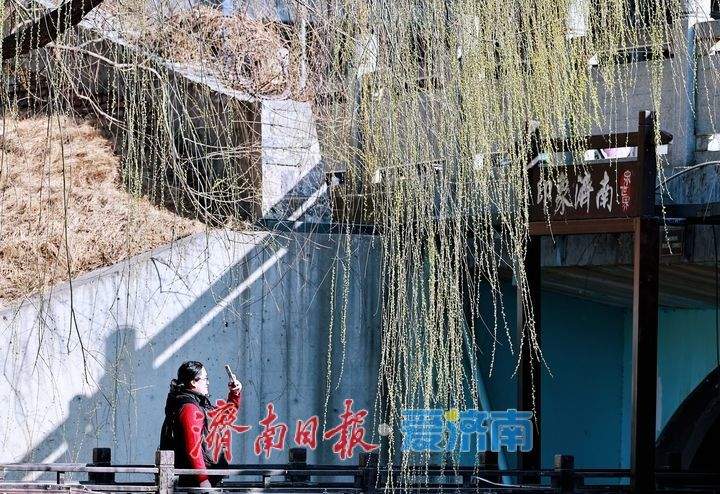 腊山河柳丝拂岸 济南春日美景引游人