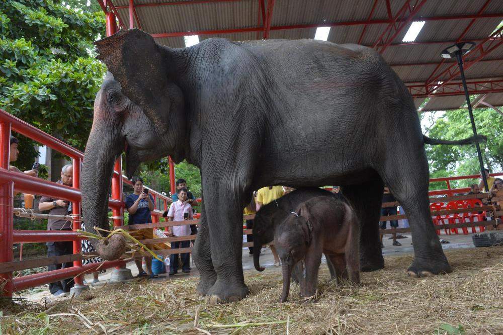 游客在泰国与大象互动意外身亡 运营模式引发反思