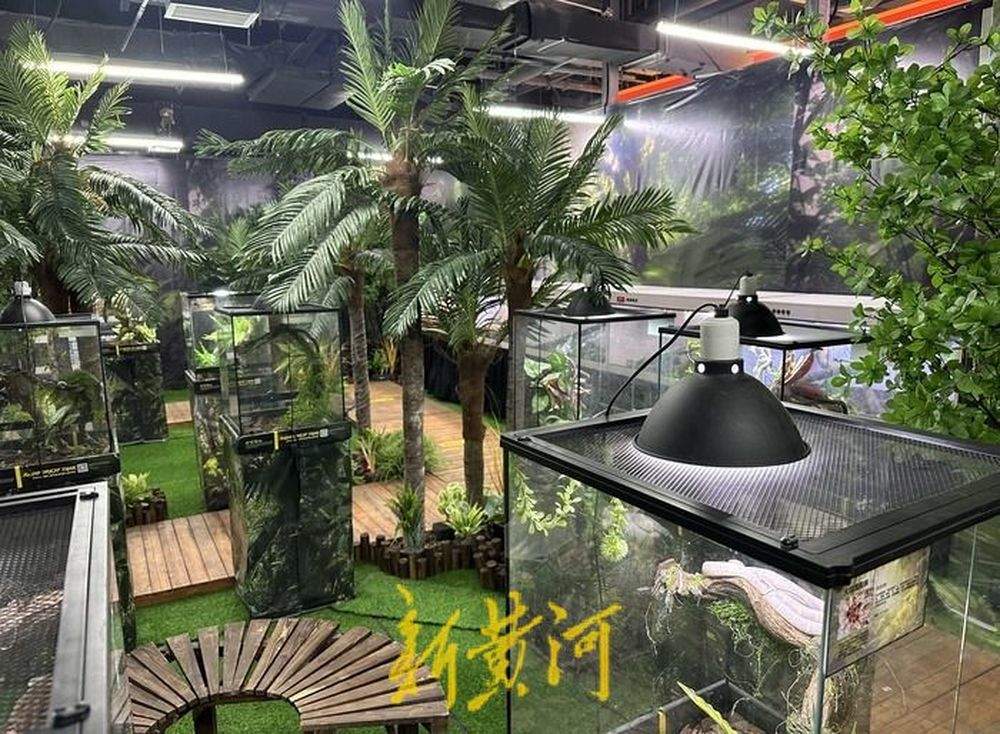 “异宠”被包装成儿童节礼物热销，价格从几十元到几万元不等，业内人士：供不应求