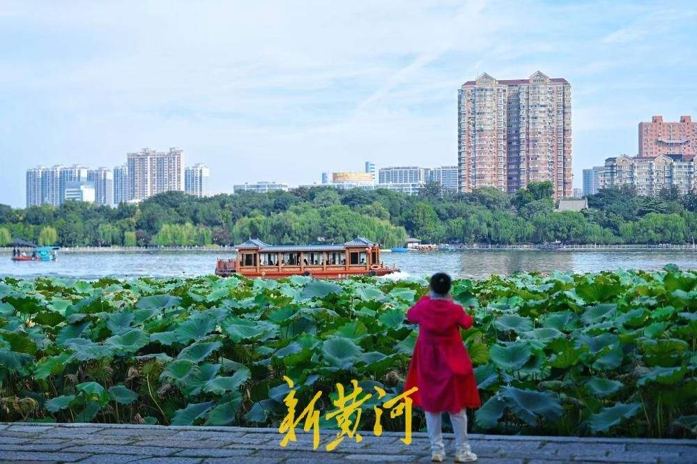 一年四季 泉在济南｜白露时节，大明湖荷叶向阳美如画