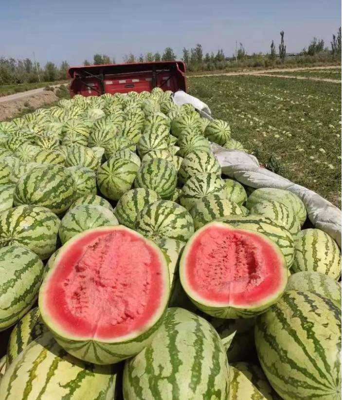 1元/斤的西瓜难寻，济南市场瓜价悄然回升