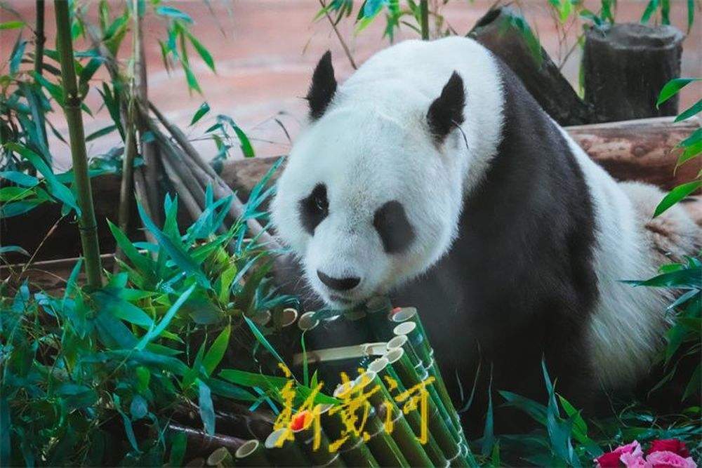 “华奥”17岁啦！游人围观大熊猫品尝生日大餐