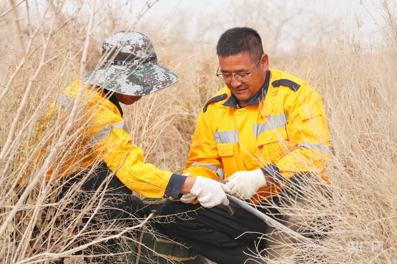 梭梭成林、黄沙止步，世界首条环沙漠铁路背后的“治沙天团”