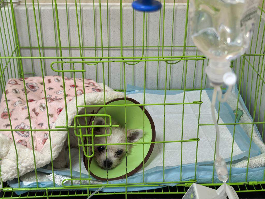 新华视点·关注宠物经济|宠物医疗为何频现“糊涂账”?