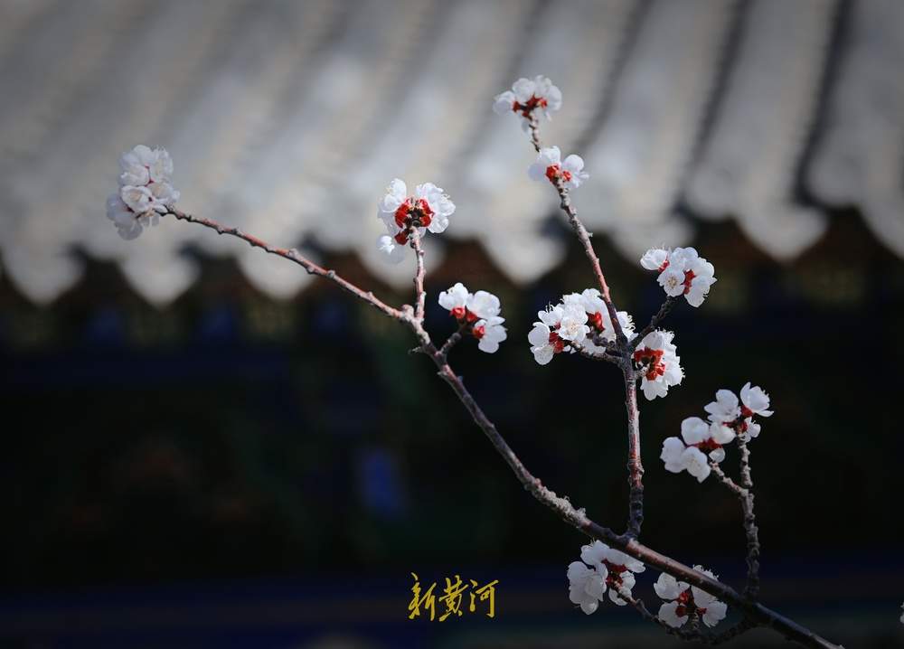 趵突泉万竹园杏花开 娇艳芬芳“醉”游人