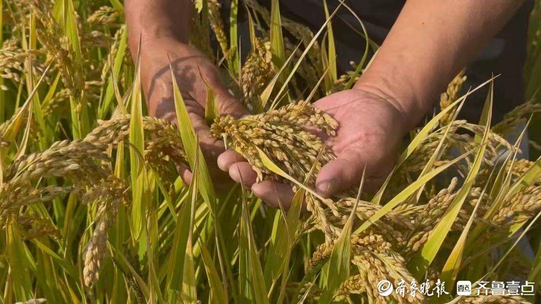 济南吴家堡大米迎来大丰收，还未收割已预订出八成