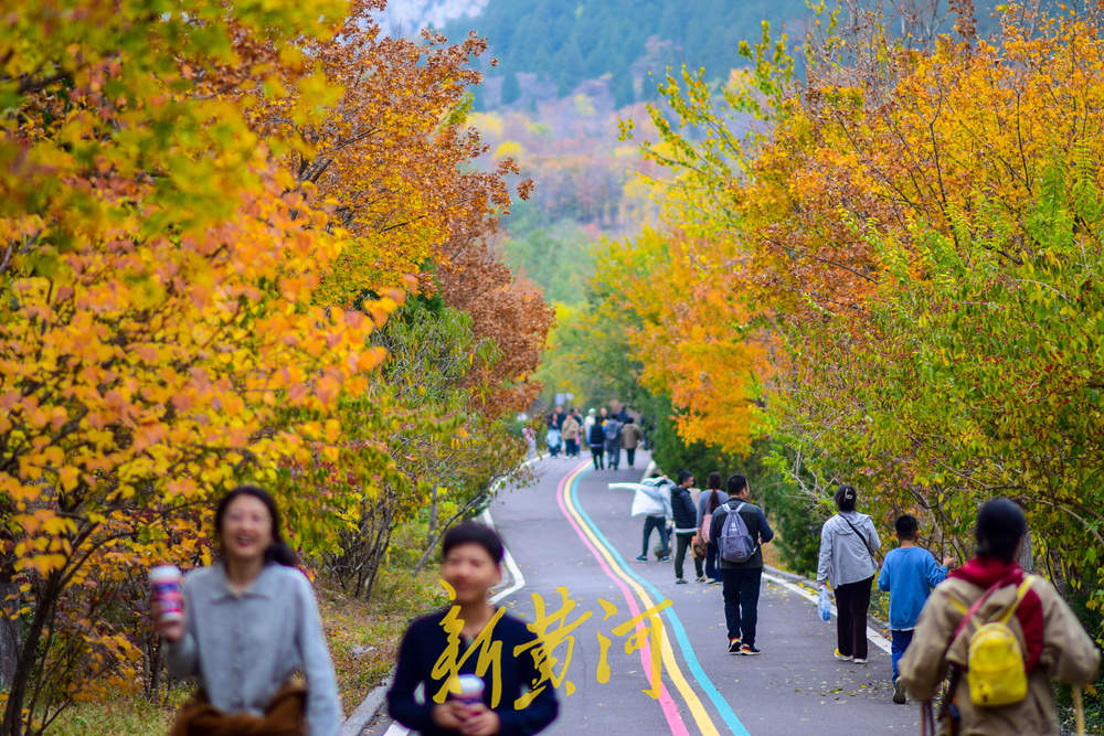 初冬时节红叶漫山，市民纷纷登山赏叶