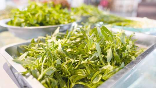 山东春日限定！挖野菜、品春鲜，这份“舌尖春味”指南请收好