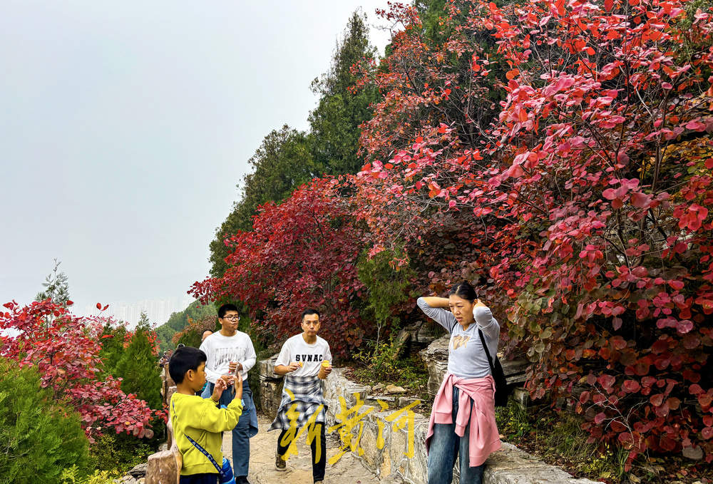 霜降过后催叶红，济南进入红叶最佳观赏期