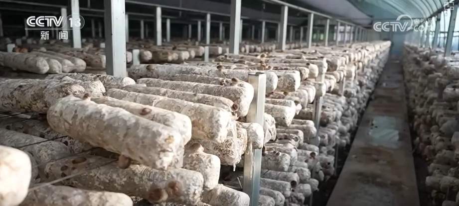 百姓“菜篮子”价优物丰四季安然 多举措有效保障春节供应