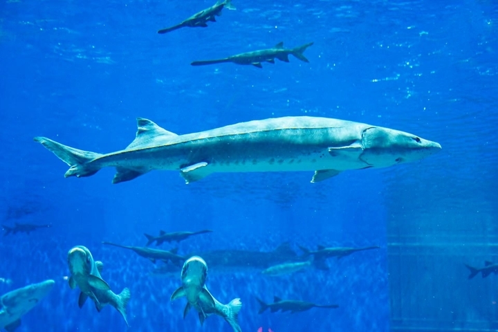 水中大熊猫中华鲟首次落户济南